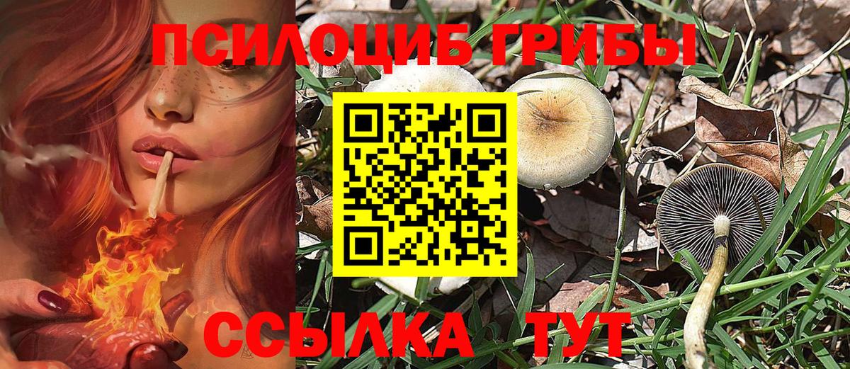 Новотроицк  купить наркотик  Вход с VPN  Псилоцибиновые грибы Cubensis 